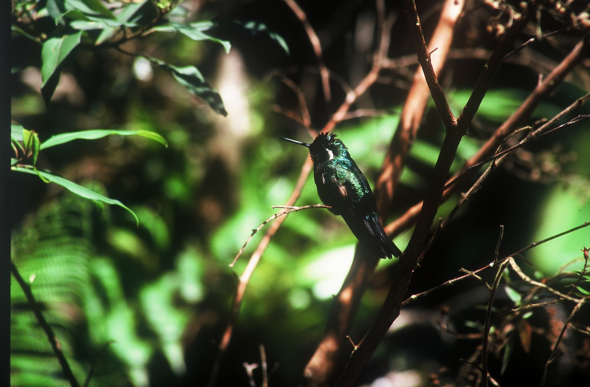 Violet-headed Hummingbird - Eduardo Soler
