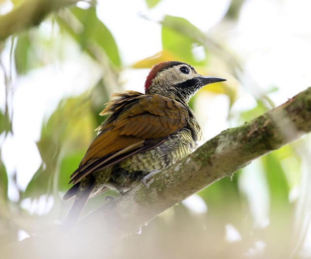 Golden-olive Woodpecker - Tom Murray