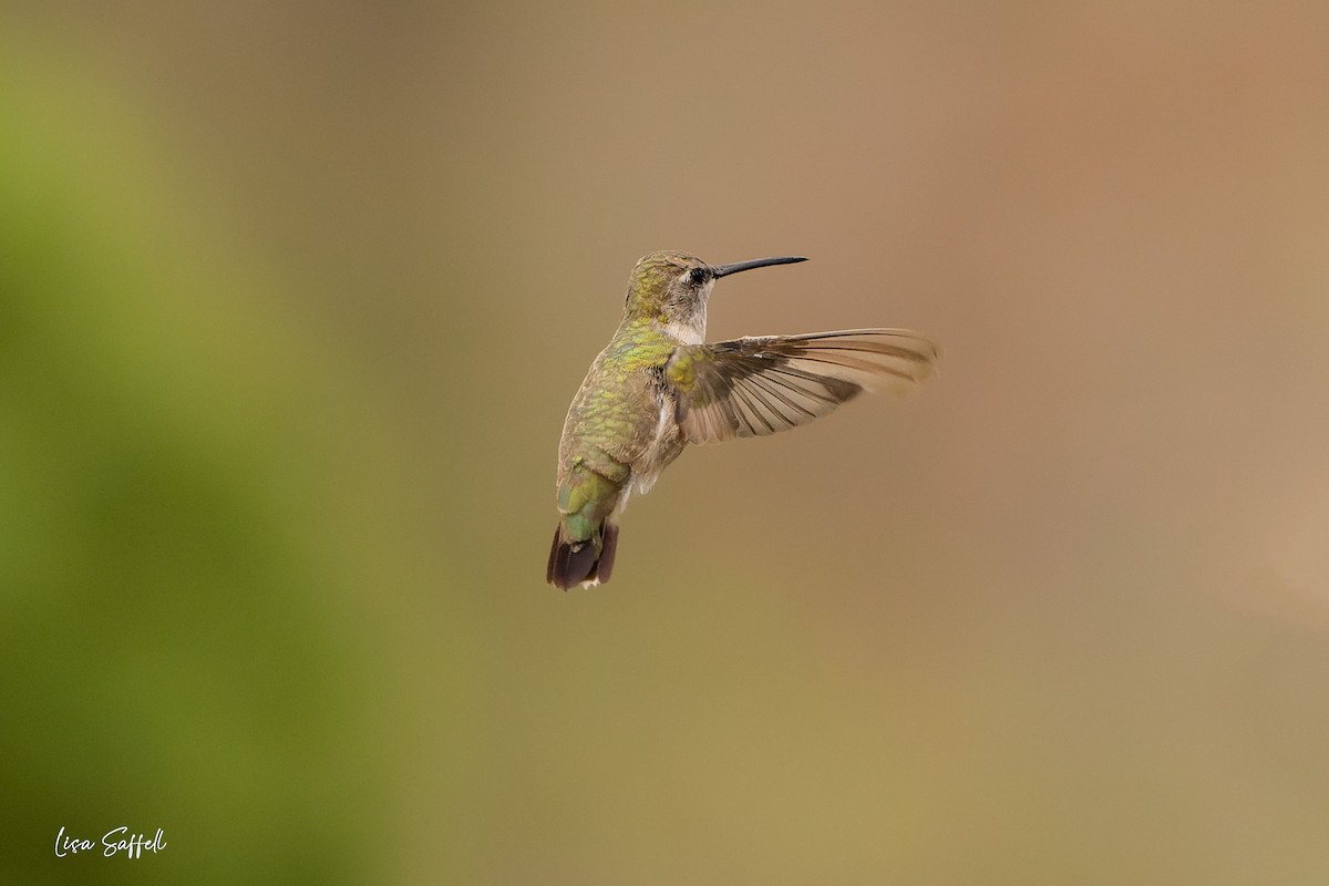Black-chinned Hummingbird - Lisa Saffell