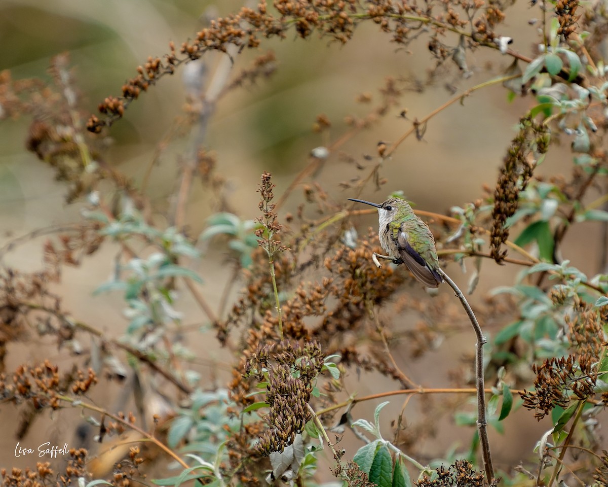 Black-chinned Hummingbird - ML509261791
