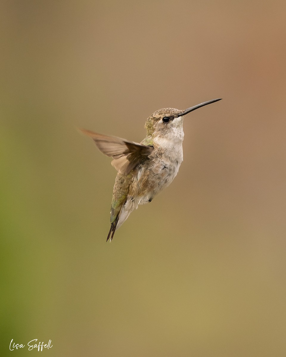 Black-chinned Hummingbird - ML509261801