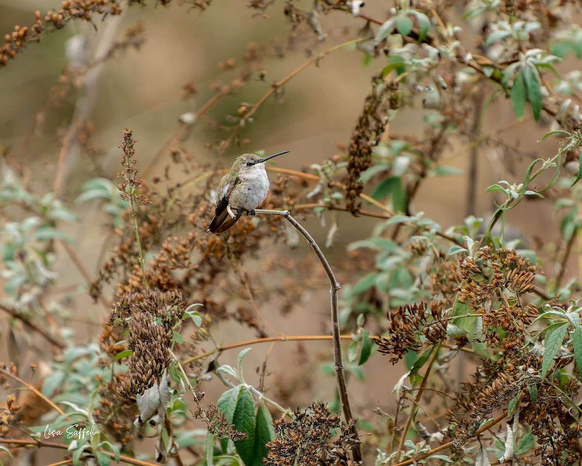 Black-chinned Hummingbird - ML509261811