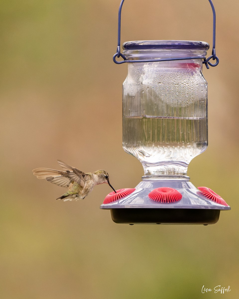 Black-chinned Hummingbird - ML509261821