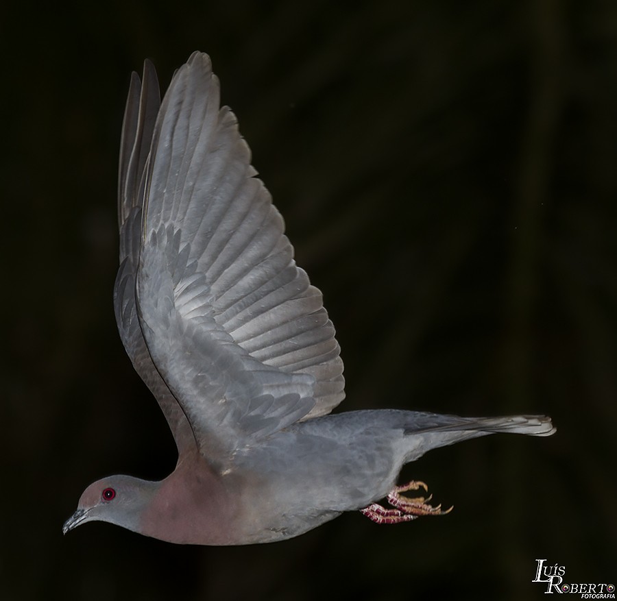 Pale-vented Pigeon - ML509262661