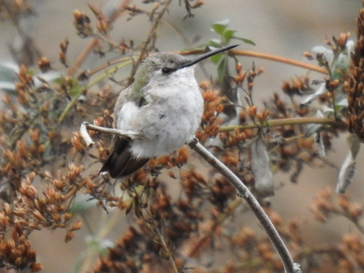 Black-chinned Hummingbird - ML509265561