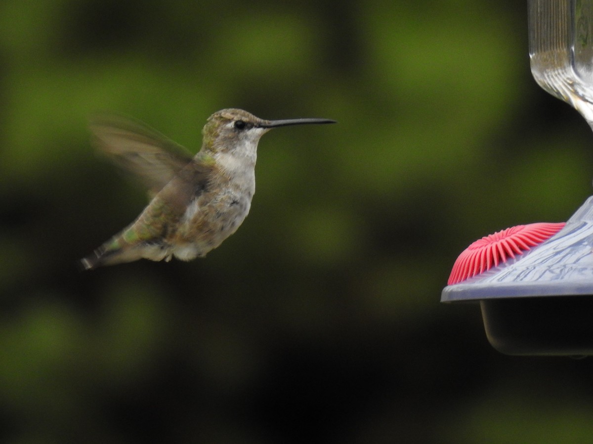 Black-chinned Hummingbird - James Bolte