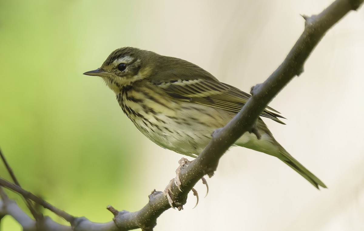 Olive-backed Pipit - ML509267041
