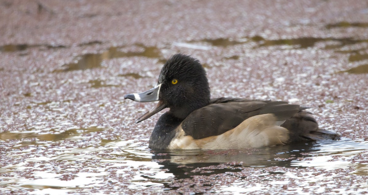 Ring-necked Duck - Brent Angelo