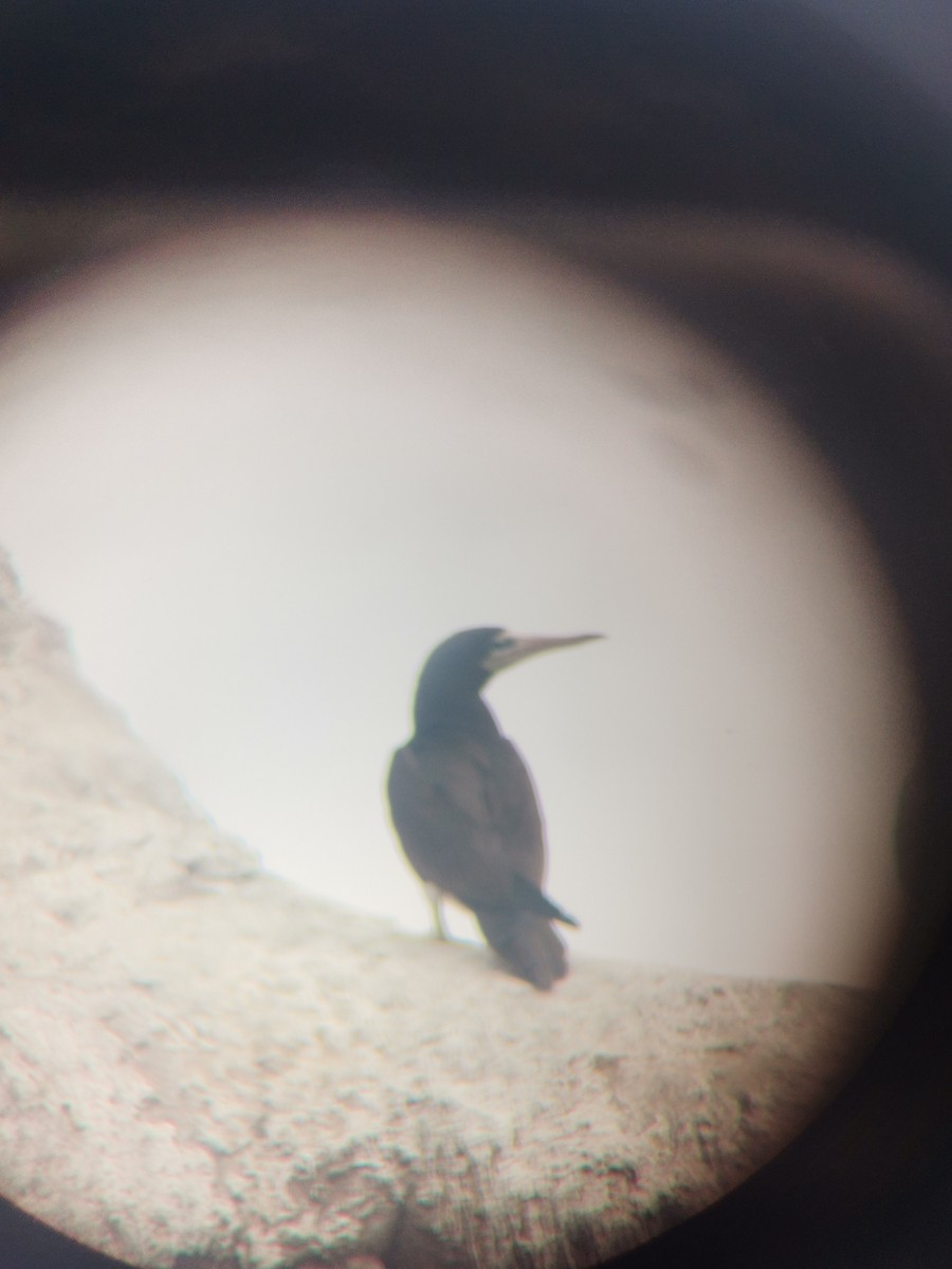 Brown Booby - ML509268331
