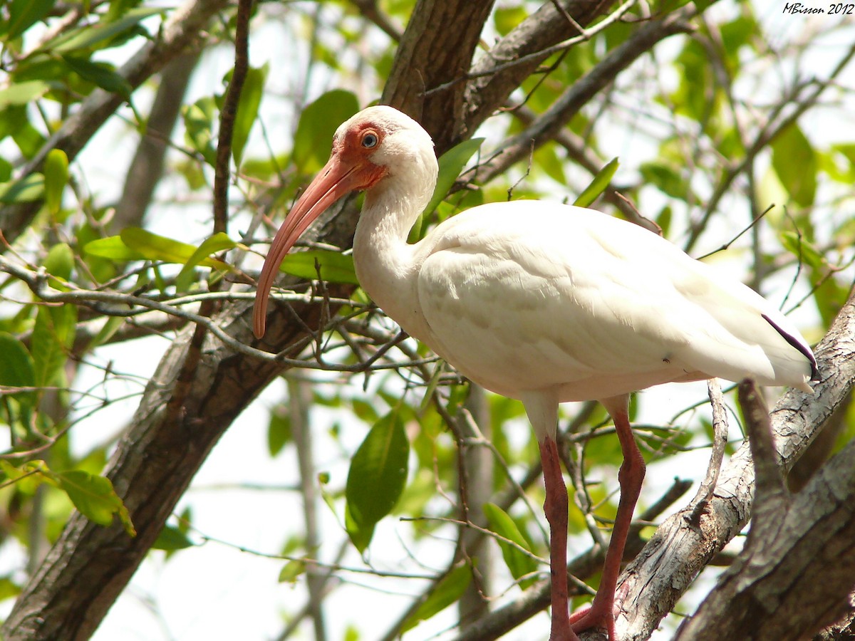 ibis bílý - ML50927361