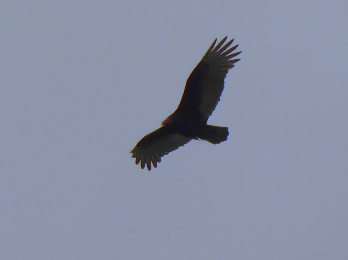 Turkey Vulture - ML509275401