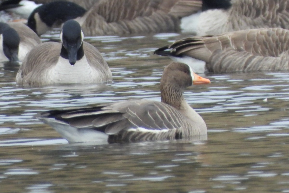 Greater White-fronted Goose - ML509276161