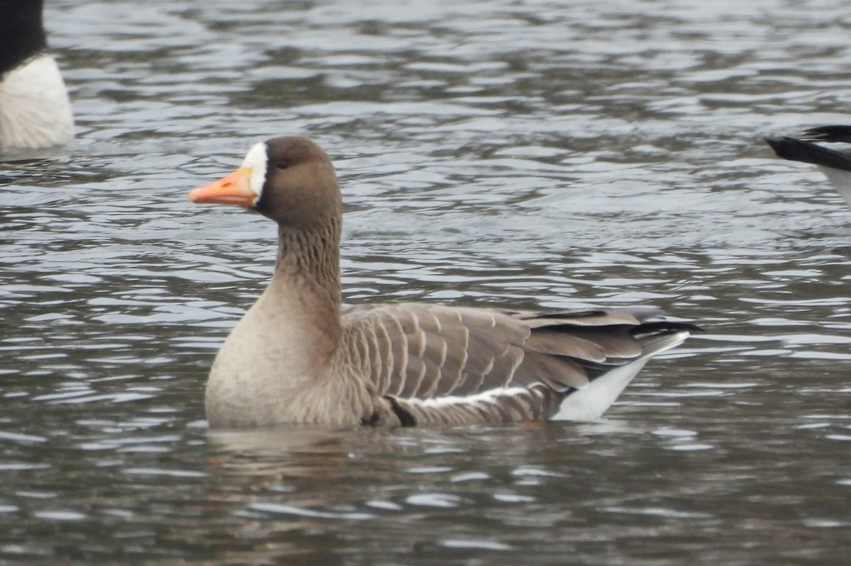 Greater White-fronted Goose - ML509276171