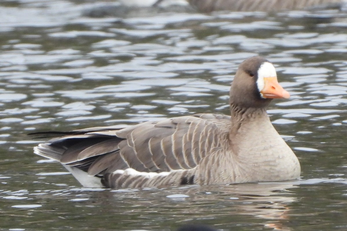 Greater White-fronted Goose - ML509276181