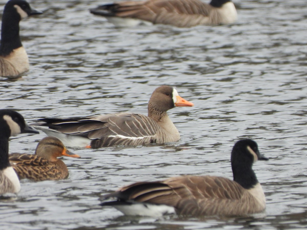 Greater White-fronted Goose - ML509276191
