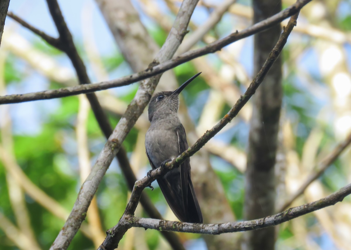 Sombre Hummingbird - ML509279381
