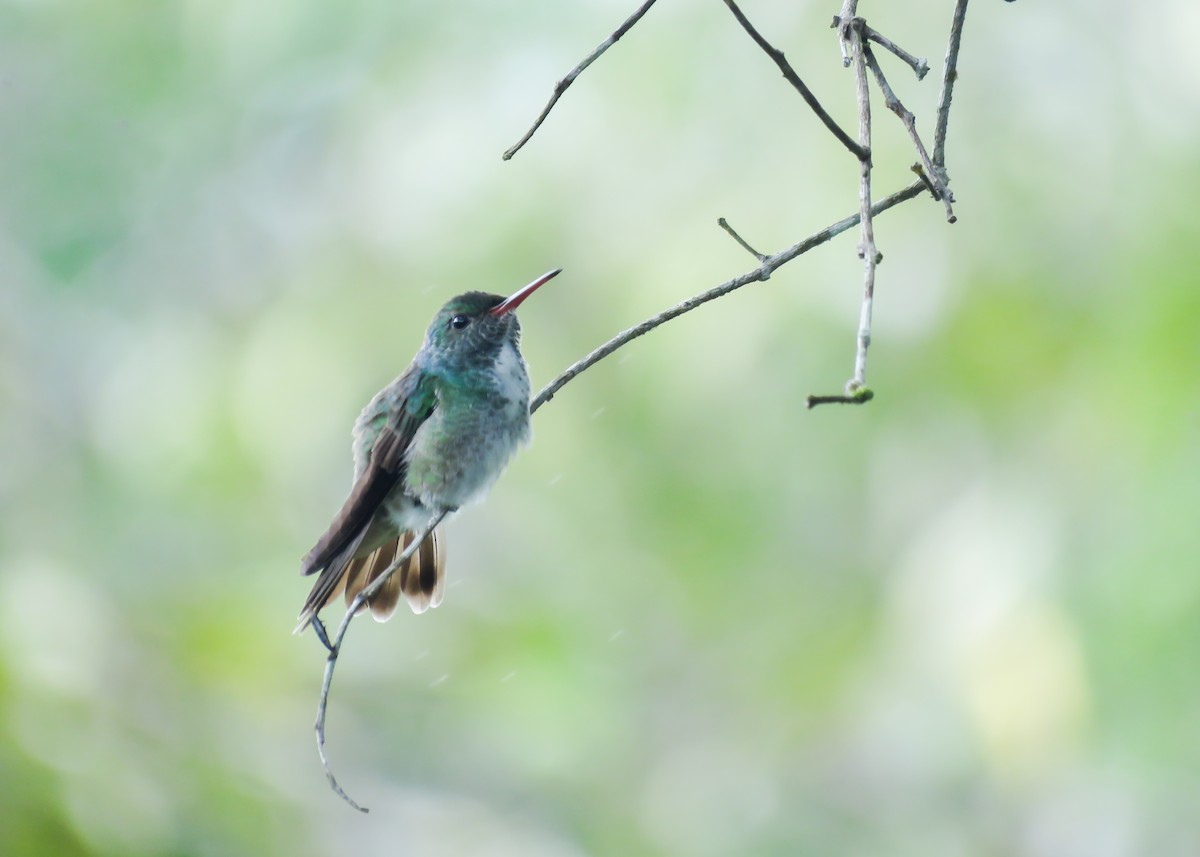 kolibřík pestrý - ML509279511