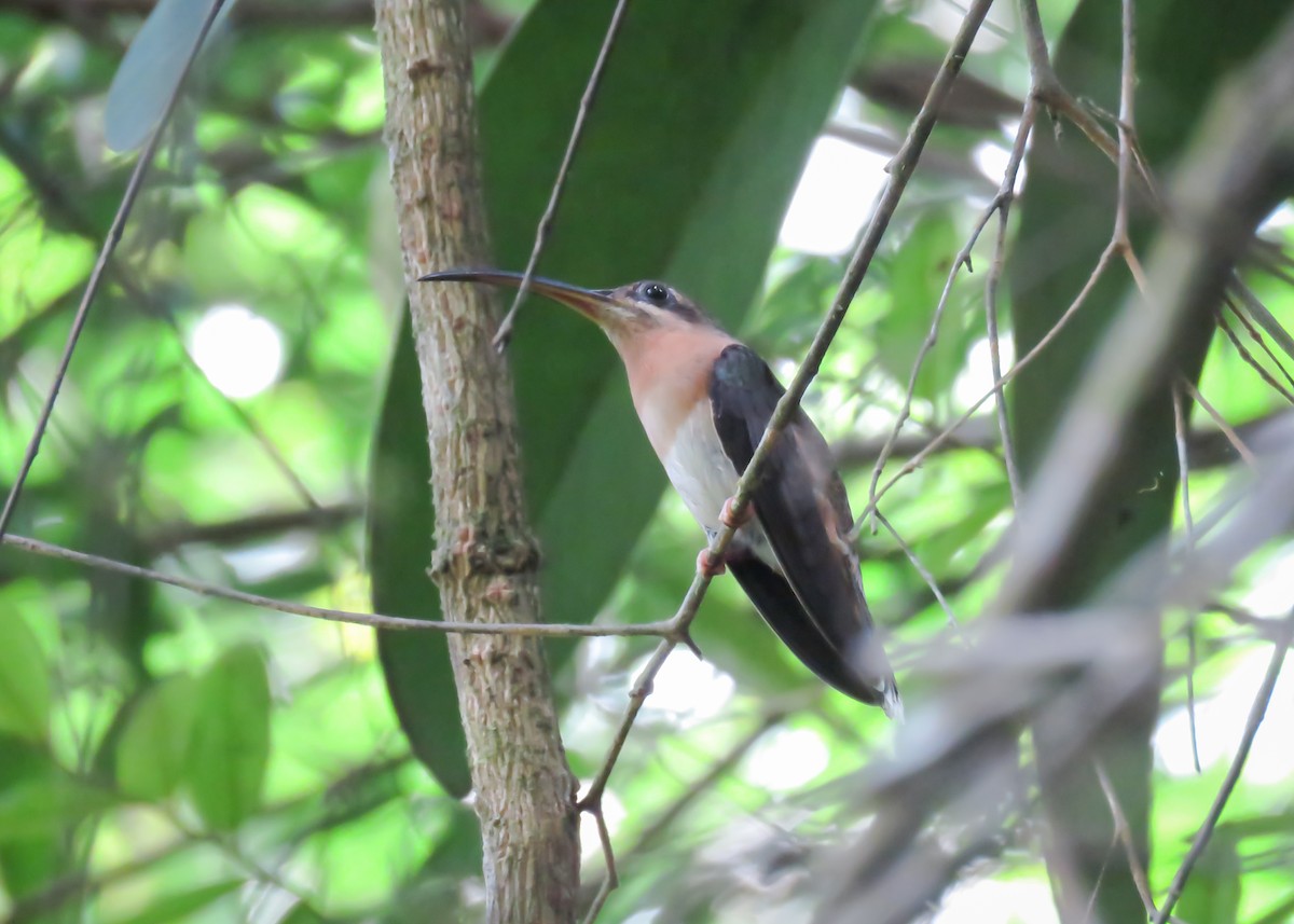 Rufous-breasted Hermit - ML509280681