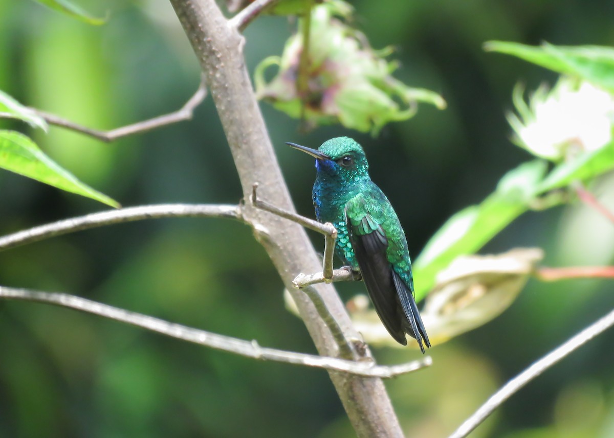 kolibřík modrobradý - ML509280951