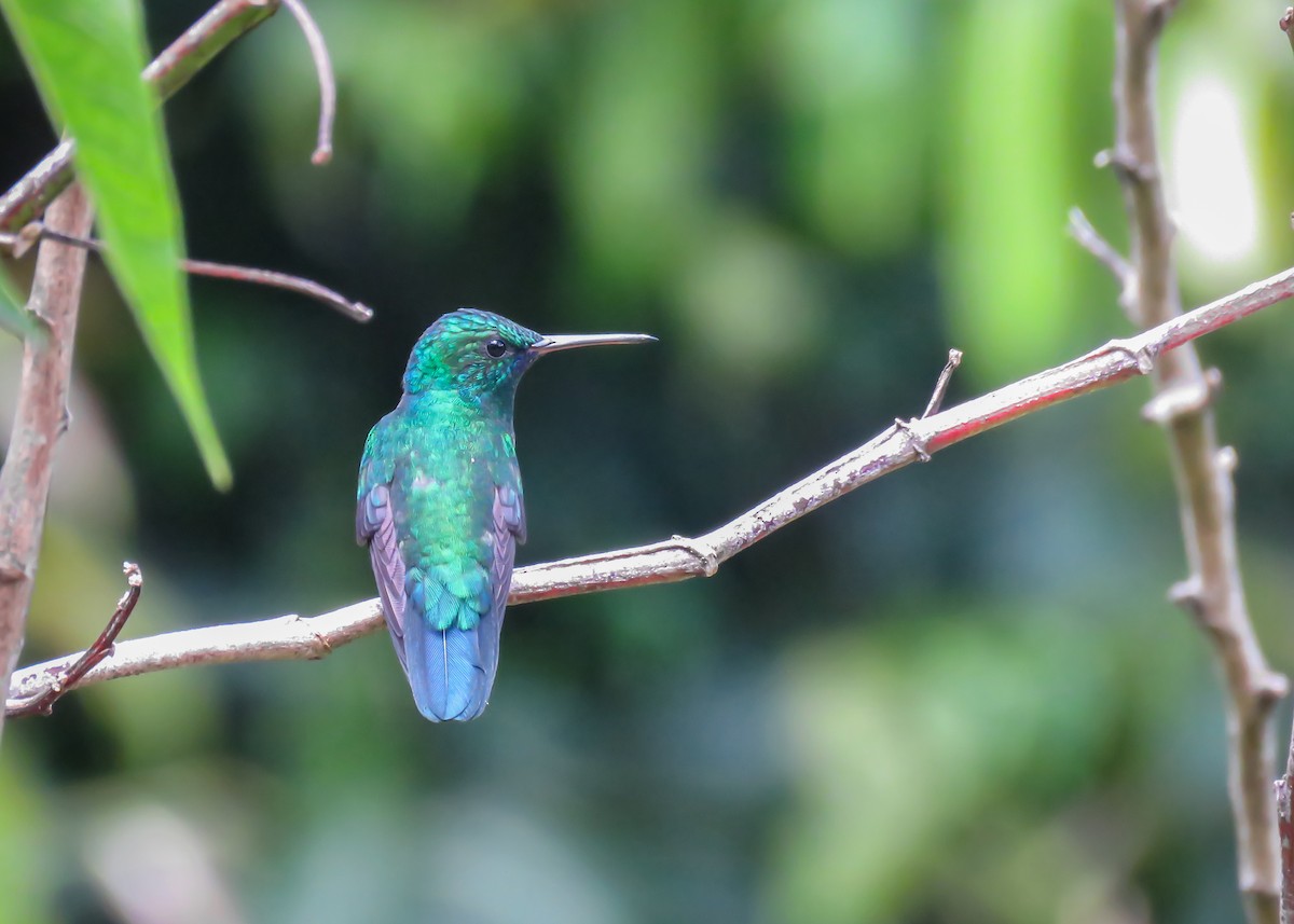 kolibřík modrobradý - ML509280961