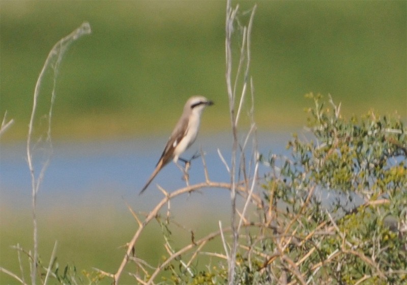 Red-tailed Shrike - ML50928111