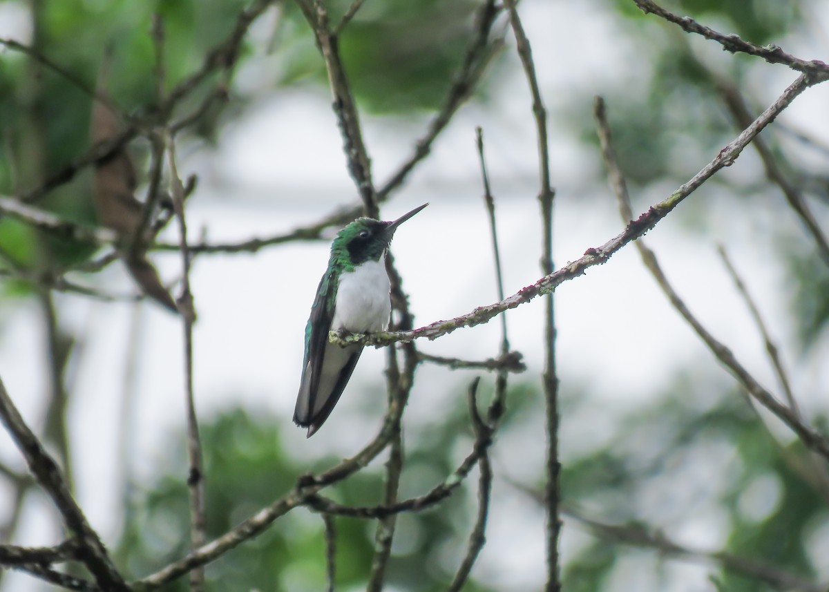 kolibřík černouchý - ML509281911
