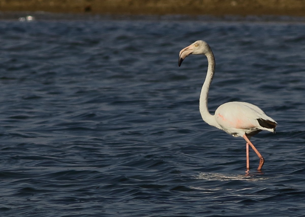Greater Flamingo - Sérgio Correia