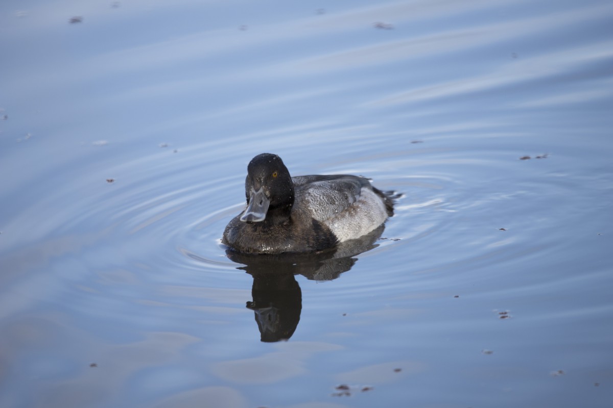 Lesser Scaup - Brent Angelo