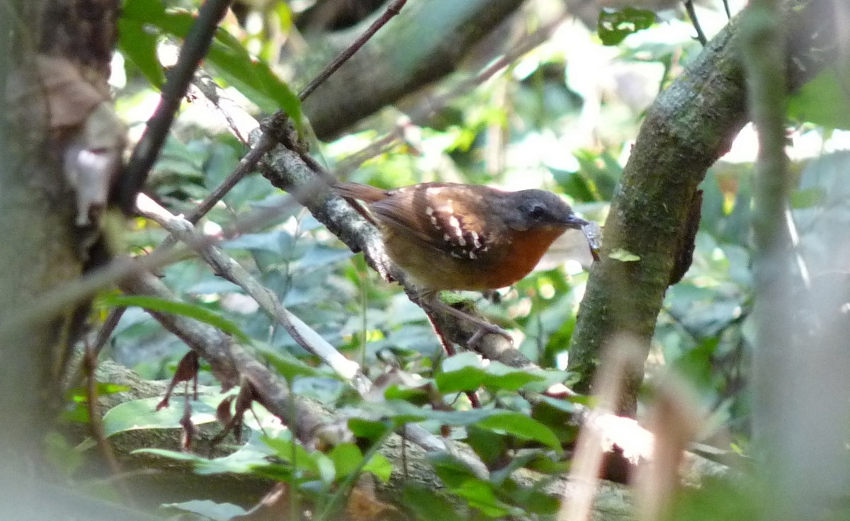 Chestnut-tailed Antbird - David Bree