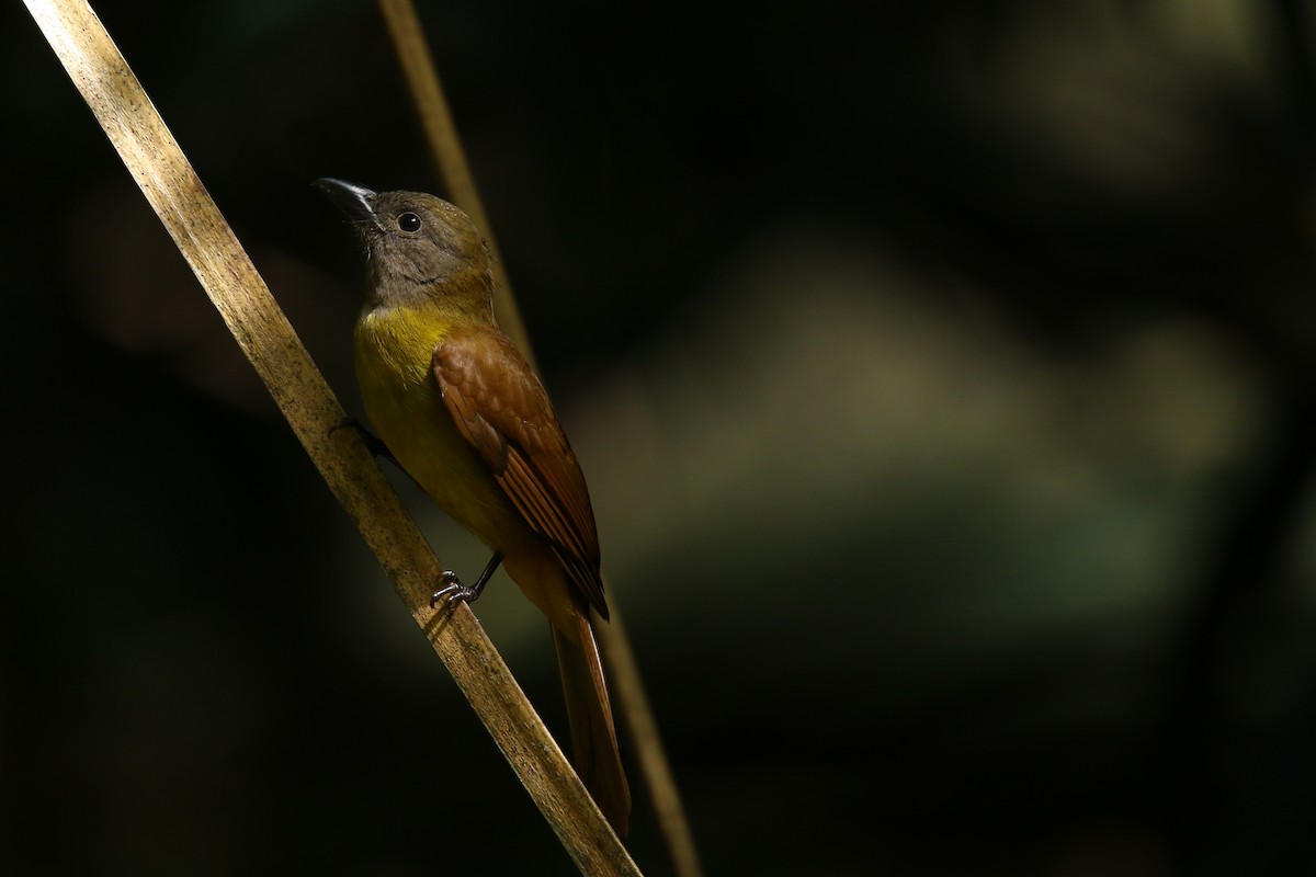 Black-throated Shrike-Tanager - ML509288901