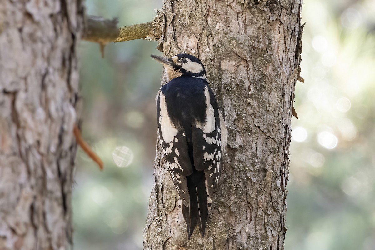 Great Spotted Woodpecker - ML509290121