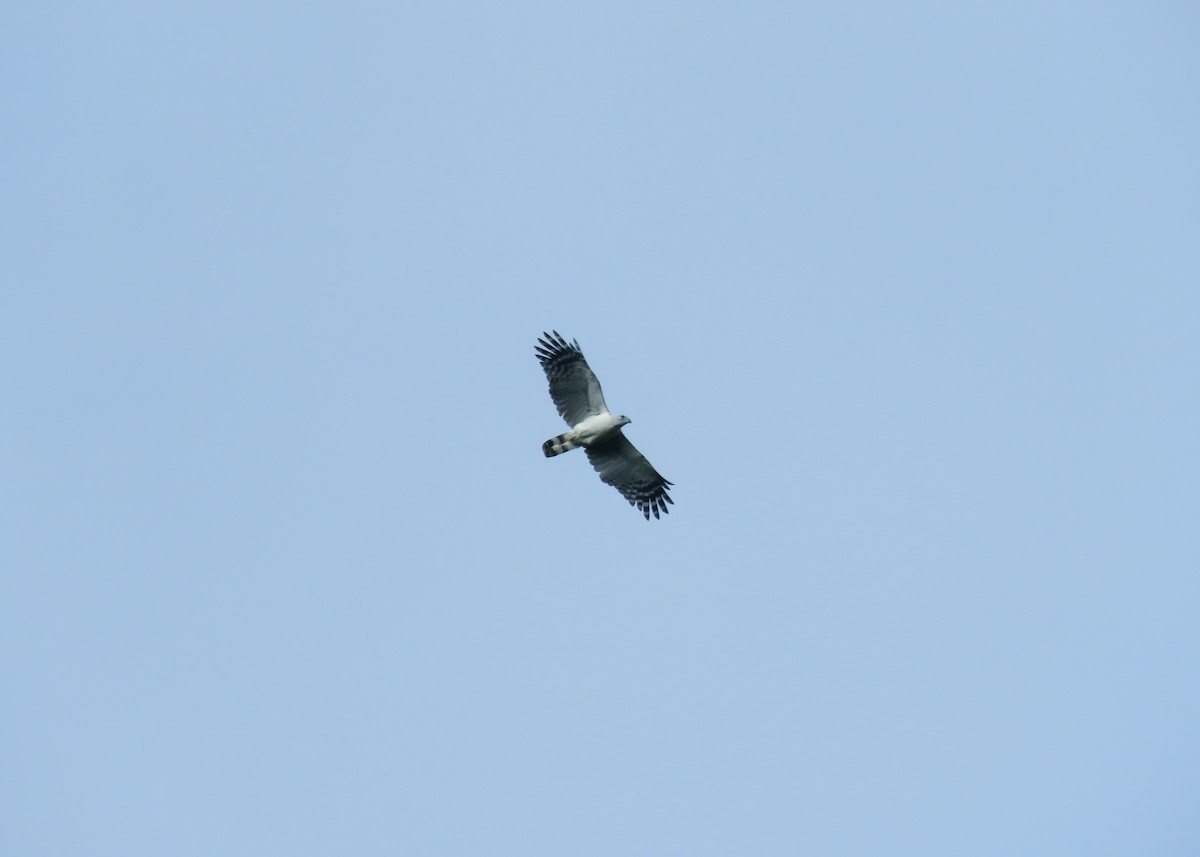 White-collared Kite - ML509291331