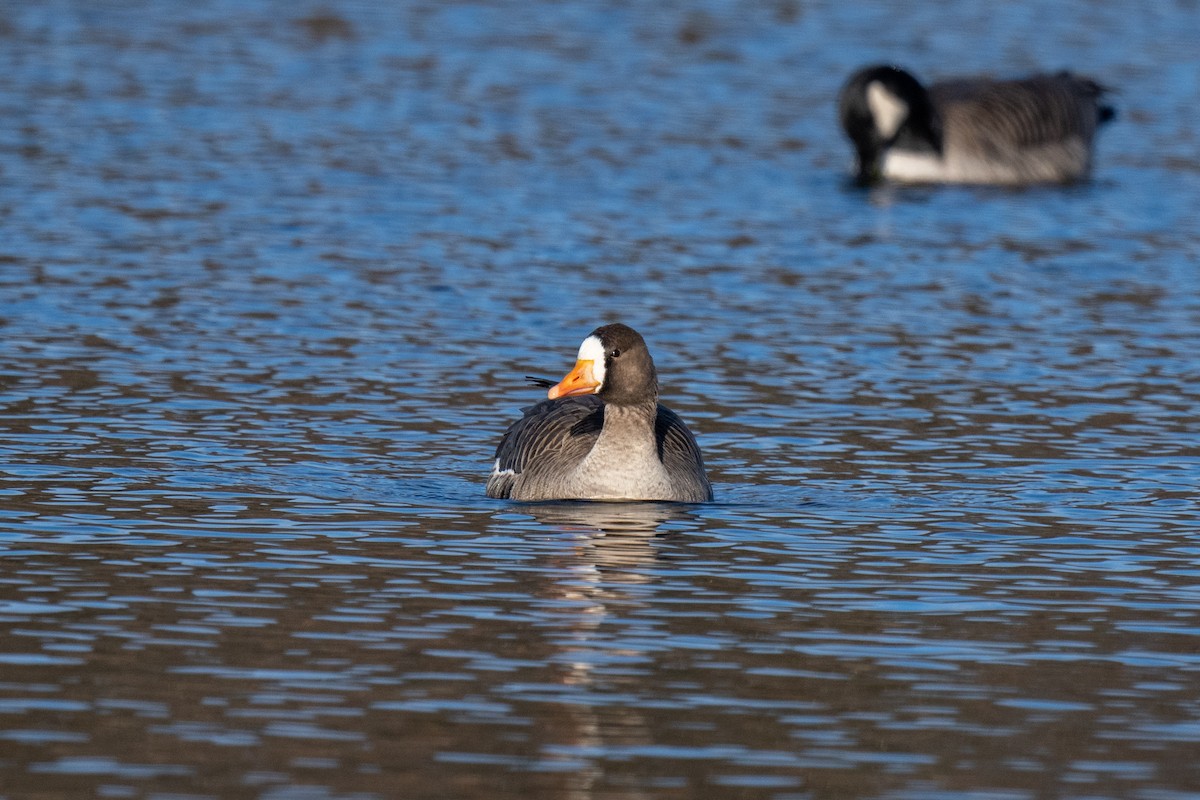 eBird Checklist 2 Dec 2022 Cazenovia Lake, south overlook 8 species