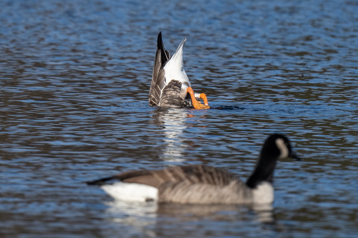 Greater White-fronted Goose - ML509291671