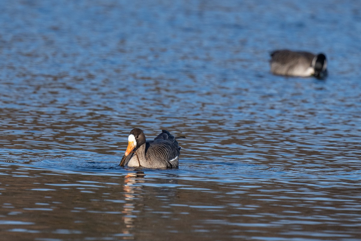 Greater White-fronted Goose - ML509291691