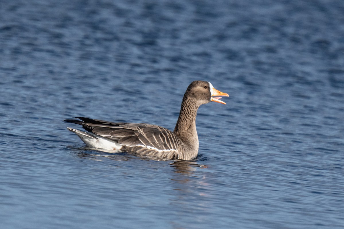 Greater White-fronted Goose - ML509291701