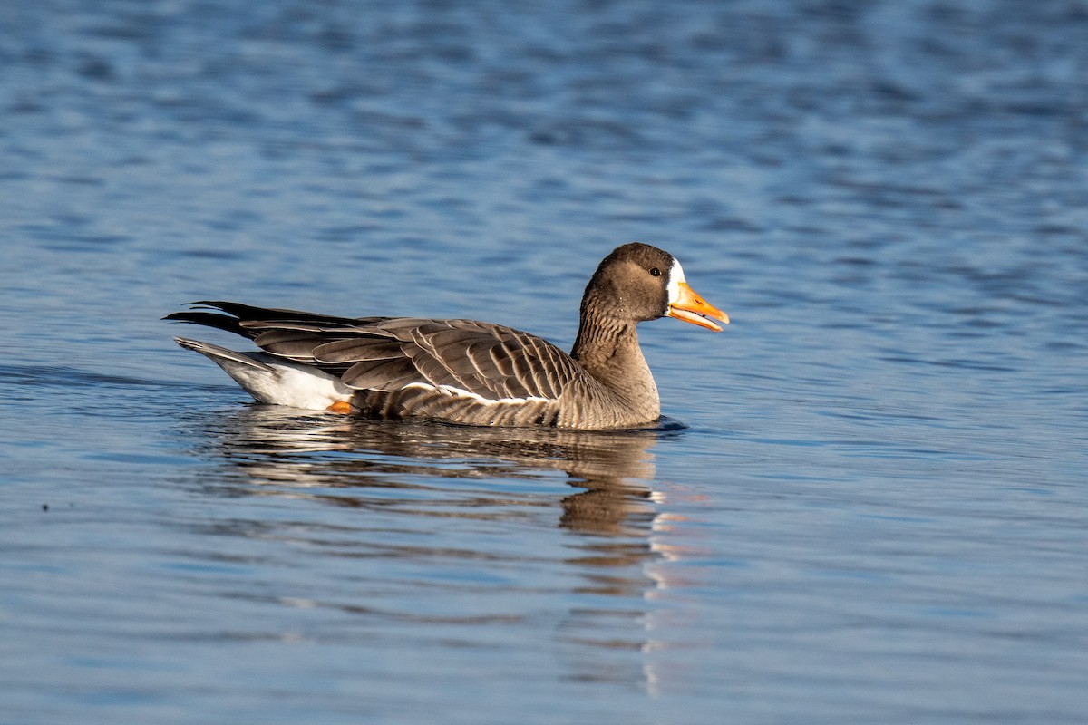 Greater White-fronted Goose - ML509291711