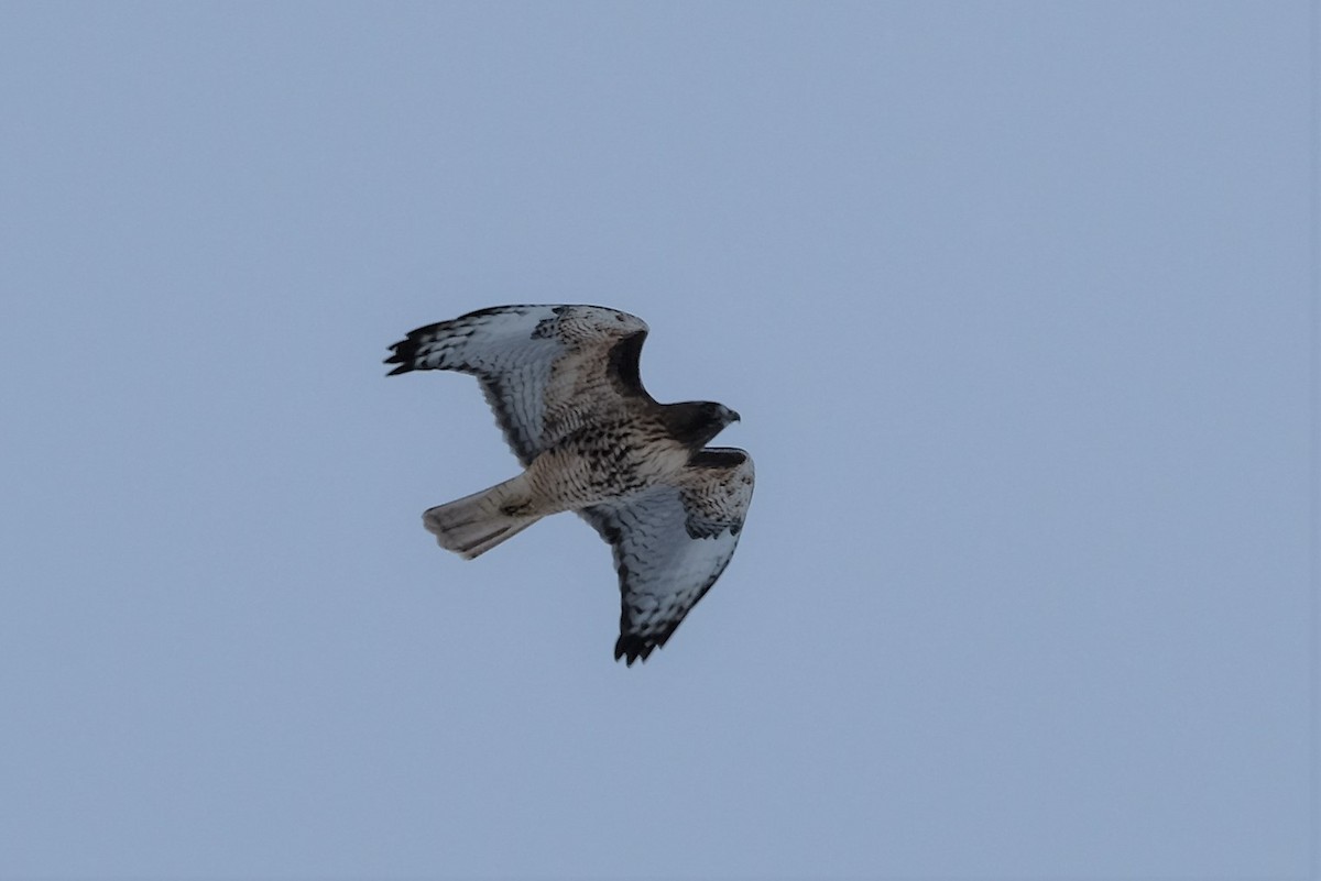 Red-tailed Hawk - ML509293481