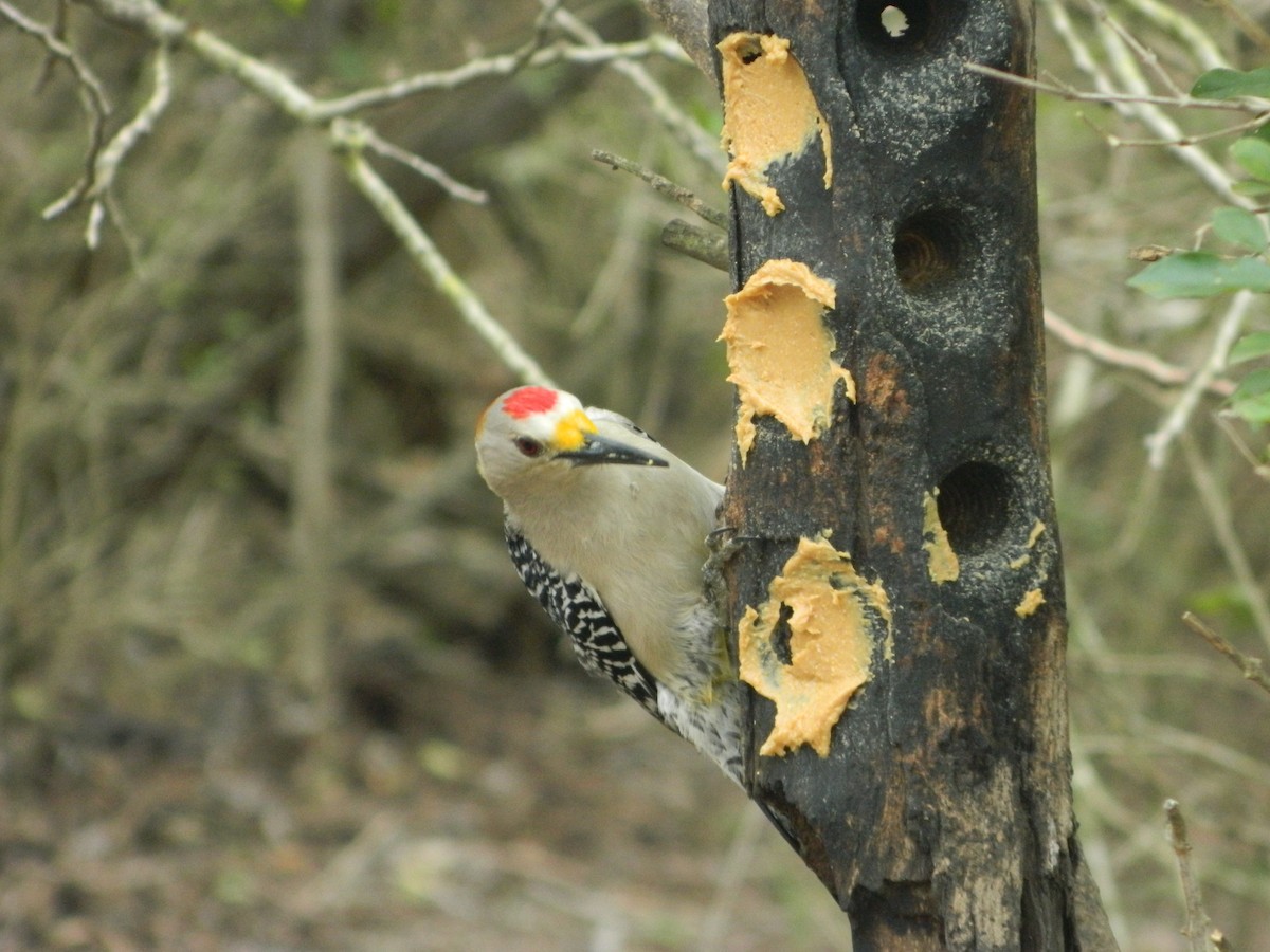 Golden-fronted Woodpecker - ML50929361