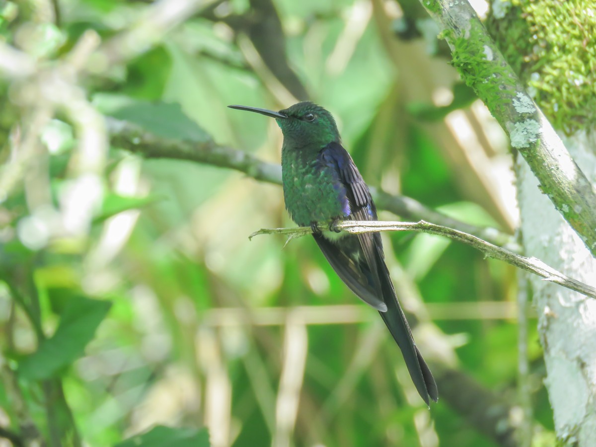 kolibřík pralesní - ML509294001