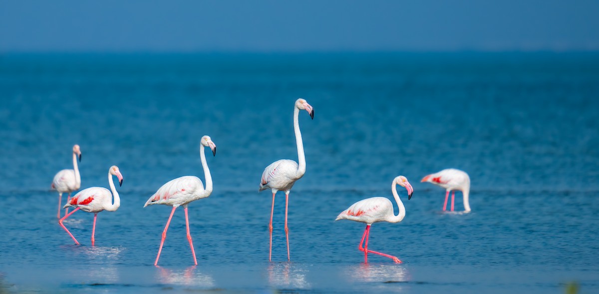 Greater Flamingo - Ibrahim Alshwamin