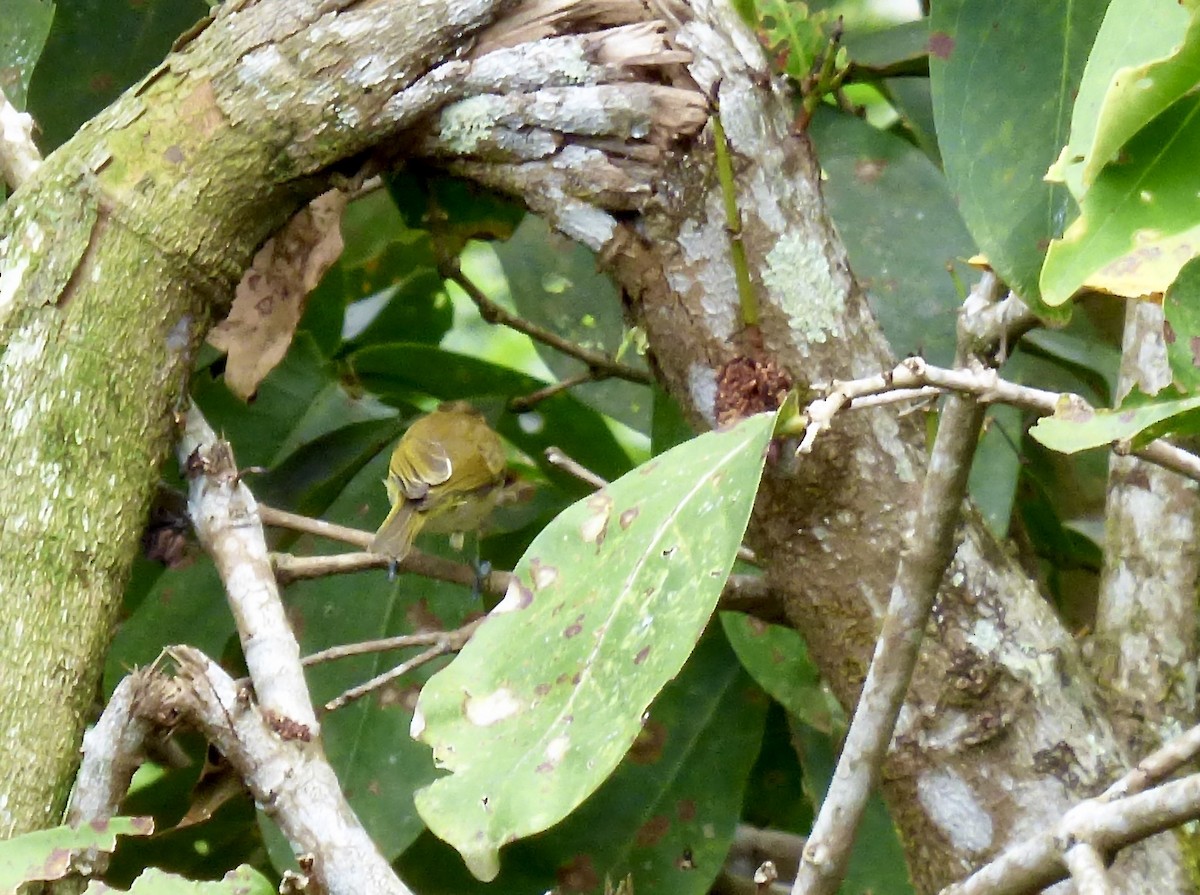 Lompobattang Leaf Warbler - Rich Bayldon