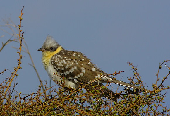 Great Spotted Cuckoo - ML509298251