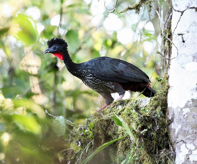 Crested Guan - ML50930011