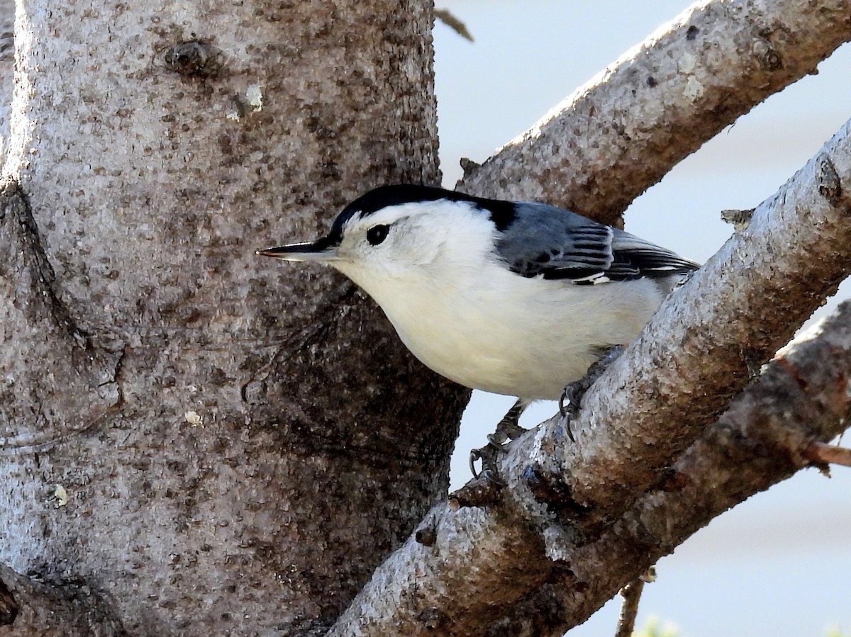 eBird Checklist - 2 Dec 2022 - New Hyde Park Yard: Nassau County - 16