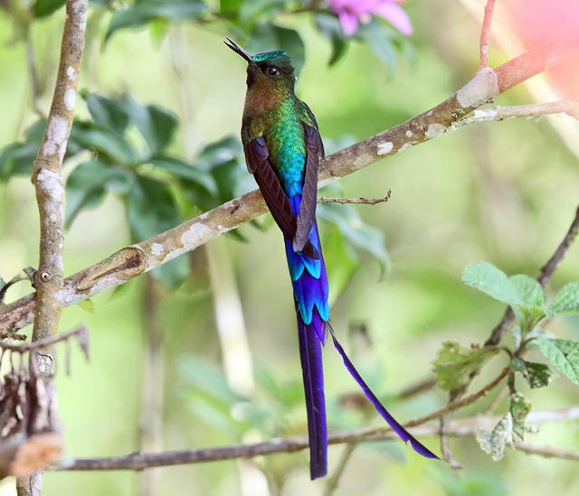 Violet-tailed Sylph - Tom Murray