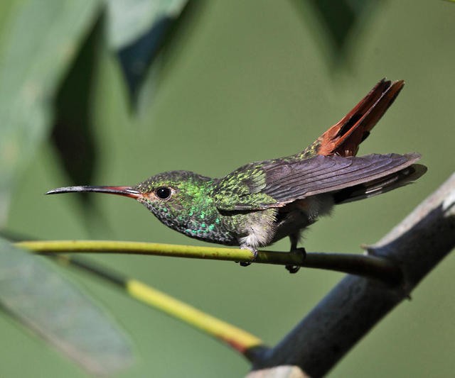 Rufous-tailed Hummingbird - Tom Murray