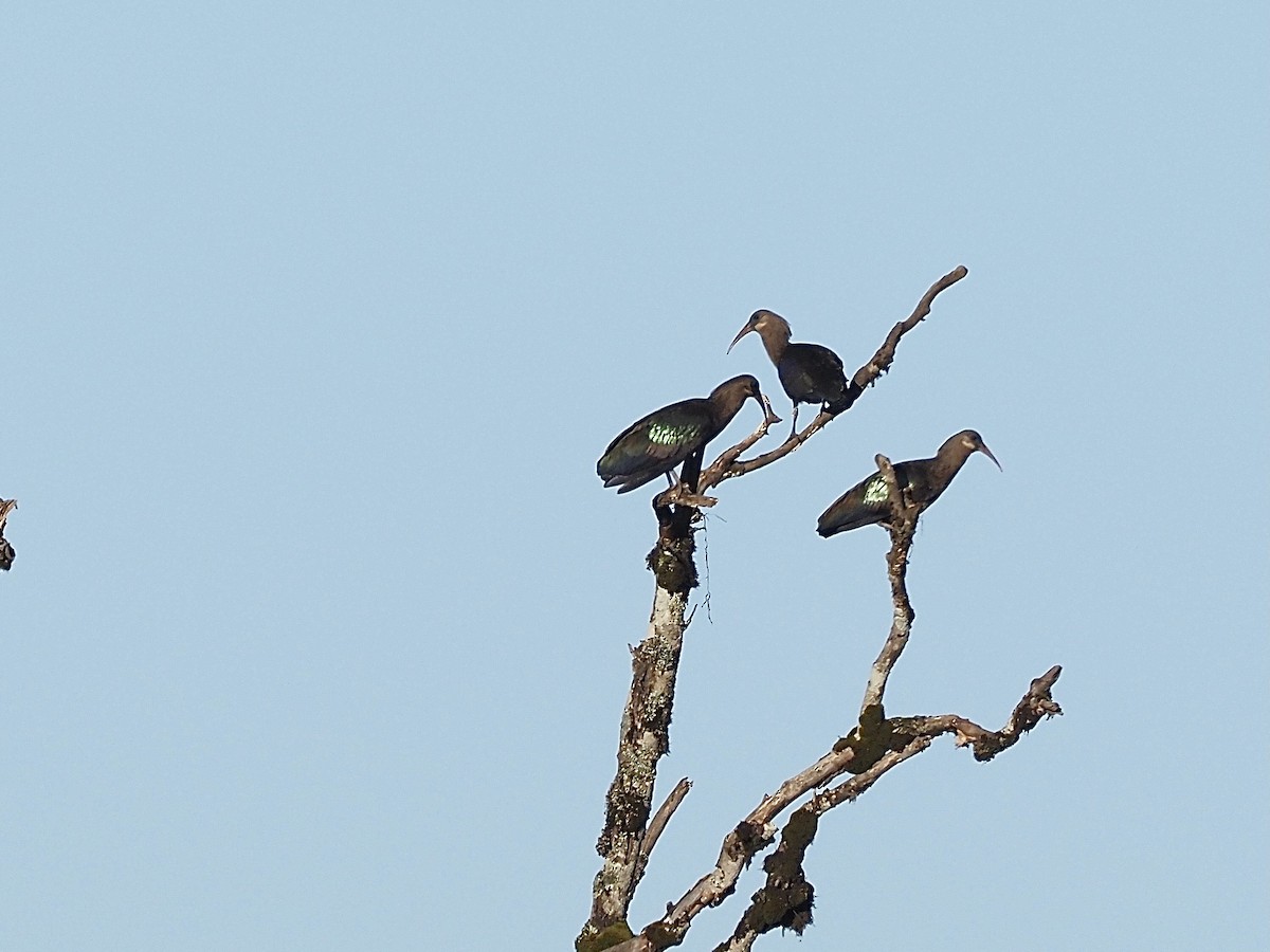 ibis olivový - ML509310731