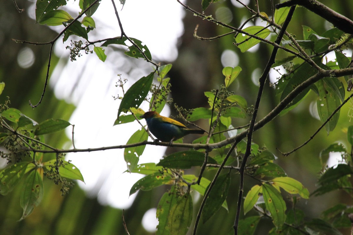 Bay-headed Tanager - ML509314011