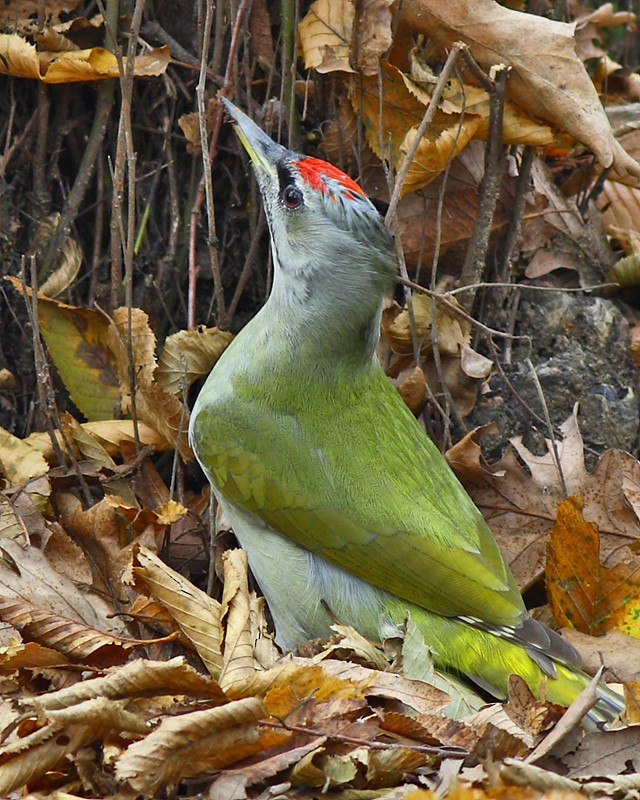 Gray-headed Woodpecker - ML509314071